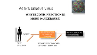 AGENT: DENGUE VIRUS
WHY SECOND INFECTION IS
MORE DANGEROUS??
SENSITIZATION
OF IMMUNE
SYSTEM
PATIENT
FIRST
INFECTION
SECOND INFECTION WITH
DIFFERENT SEROTYPE
IMMUNOLOGICAL
CATASTROPHY
 