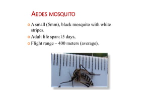 AEDES MOSQUITO
 Asmall (5mm), black mosquito with white
stripes.
 Adult life span:15 days,
 Flight range – 400 meters (average).
 