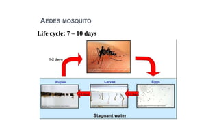AEDES MOSQUITO
Life cycle: 7 – 10 days
 