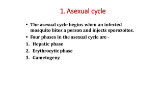 1. Asexual cycle
 The asexual cycle begins when an infected
mosquito bites a person and injects sporozoites.
 Four phases in the asexual cycle are –
1. Hepatic phase
2. Erythrocytic phase
3. Gametogeny
 