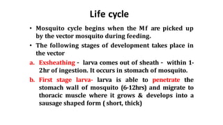 Life cycle
• Mosquito cycle begins when the Mf are picked up
by the vector mosquito during feeding.
• The following stages of development takes place in
the vector
a. Exsheathing – larva comes out of sheath – within 1-
2hr of ingestion. It occurs in stomach of mosquito.
b. First stage larva- larva is able to penetrate the
stomach wall of mosquito (6-12hrs) and migrate to
thoracic muscle where it grows & develops into a
sausage shaped form ( short, thick)
 