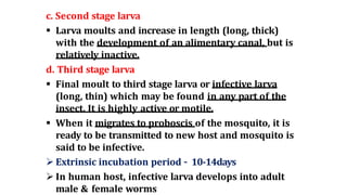 c. Second stage larva
 Larva moults and increase in length (long, thick)
with the development of an alimentary canal, but is
relatively inactive.
d. Third stage larva
 Final moult to third stage larva or infective larva
(long, thin) which may be found in any part of the
insect. It is highly active or motile.
 When it migrates to proboscis of the mosquito, it is
ready to be transmitted to new host and mosquito is
said to be infective.
 Extrinsic incubation period – 10-14days
 In human host, infective larva develops into adult
male & female worms
 