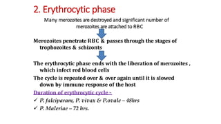 2. Erythrocytic phase
Many merozoites are destroyed and significant number of
merozoites are attached to RBC
Merozoites penetrate RBC & passes through the stages of
trophozoites & schizonts
The erythrocytic phase ends with the liberation of merozoites ,
which infect red blood cells
The cycle is repeated over & over again until it is slowed
down by immune response of the host
Duration of erythrocytic cycle –
 P. falciparam, P. vivax & P.ovale – 48hrs
 P. Maleriae – 72 hrs.
 
