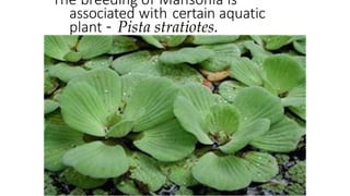 The breeding of Mansonia is
associated with certain aquatic
plant – Pista stratiotes.
 