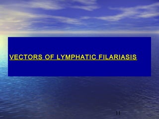 VECTORS OF LYMPHATIC FILARIASIS




                         11
 