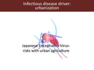 Vector-borne diseases in a changing world: Case studies of Japanese encephalitis virus and East African arboviruses