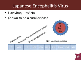 Vector-borne diseases in a changing world: Case studies of Japanese encephalitis virus and East African arboviruses