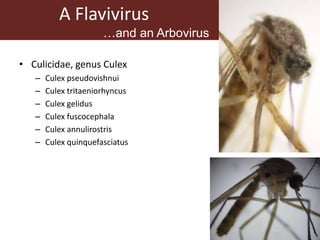 Vector-borne diseases in a changing world: Case studies of Japanese encephalitis virus and East African arboviruses