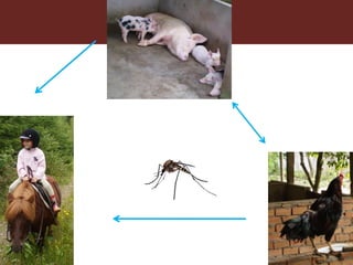Vector-borne diseases in a changing world: Case studies of Japanese encephalitis virus and East African arboviruses
