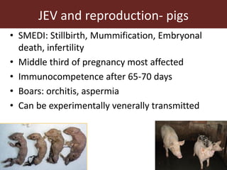 Vector-borne diseases in a changing world: Case studies of Japanese encephalitis virus and East African arboviruses
