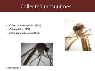 Vector-borne diseases in a changing world: Case studies of Japanese encephalitis virus and East African arboviruses