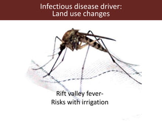 Vector-borne diseases in a changing world: Case studies of Japanese encephalitis virus and East African arboviruses