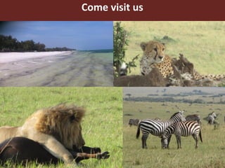 Vector-borne diseases in a changing world: Case studies of Japanese encephalitis virus and East African arboviruses