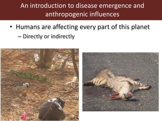 Vector-borne diseases in a changing world: Case studies of Japanese encephalitis virus and East African arboviruses