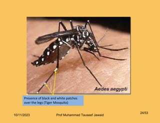 Know Your Enemy !!
Presence of black and white patches
over the legs (Tiger Mosquito)
24/53
10/11/2023 Prof Muhammad Tauseef Jawaid
 