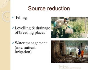 Source reduction
 Filling
Levelling & drainage
of breeding places
Water management
(intermittent
irrigation)
Capt.Shams
(www.facebook.com/dr.imanns)
 