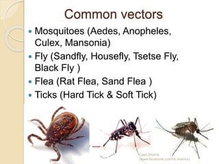Common vectors
 Mosquitoes (Aedes, Anopheles,
Culex, Mansonia)
 Fly (Sandfly, Housefly, Tsetse Fly,
Black Fly )
 Flea (Rat Flea, Sand Flea )
 Ticks (Hard Tick & Soft Tick)
 Lice / Bugs/ Mites/ Cyclops
Capt.Shams
(www.facebook.com/dr.imanns)
 