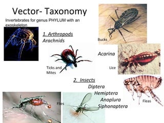 Phylum Vector Vector borne infectious diseases in the face of climate change | PPT
