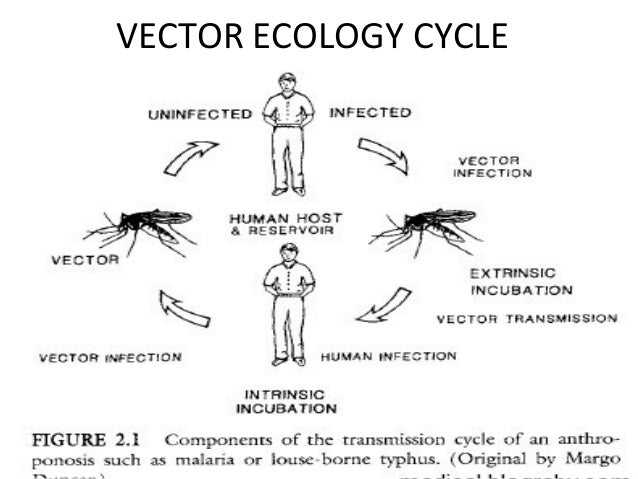 Vector borne infectious diseases in the face of climate change