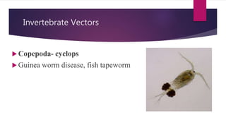 Invertebrate Vectors
 Copepoda- cyclops
 Guinea worm disease, fish tapeworm
 