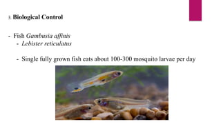 3. Biological Control
- Fish Gambusia affinis
- Lebister reticulatus
- Single fully grown fish eats about 100-300 mosquito larvae per day
 