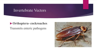  Orthoptera- cockroaches
Transmits enteric pathogens
Invertebrate Vectors
 