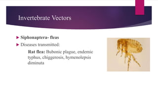  Siphonaptera- fleas
 Diseases transmitted:
Rat flea: Bubonic plague, endemic
typhus, chiggerosis, hymenolepsis
diminuta
Invertebrate Vectors
 