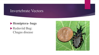  Hemiptera- bugs
 Reduviid Bug:
Chagas disease
Invertebrate Vectors
 