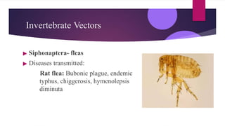 Typhus Vector ARTHOPODS AND vector control measures.pptx