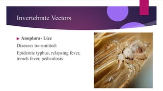Typhus Vector ARTHOPODS AND vector control measures.pptx