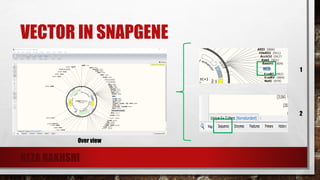 Vector design | PDF
