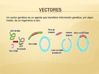 VECTORES Un vector genético es un agente que transfiere información genética, por algún medio, de un organismo a otro.  