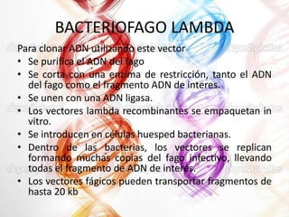 BACTERIOFAGO LAMBDA
Para clonar ADN utilizando este vector
• Se purifica el ADN del fago
• Se corta con una enzima de restricción, tanto el ADN
del fago como el fragmento ADN de interes.
• Se unen con una ADN ligasa.
• Los vectores lambda recombinantes se empaquetan in
vitro.
• Se introducen en células huesped bacterianas.
• Dentro de las bacterias, los vectores se replican
formando muchas copias del fago infectivo, llevando
todas el fragmento de ADN de interés.
• Los vectores fágicos pueden transportar fragmentos de
hasta 20 kb

 