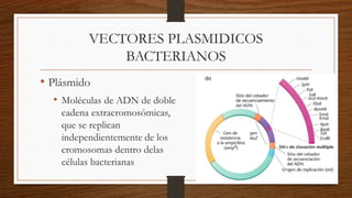 VECTORES PLASMIDICOS
BACTERIANOS
• Plásmido
• Moléculas de ADN de doble
cadena extracromosómicas,
que se replican
independ...