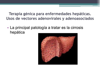 Terapia génica para enfermedades hepáticas.
Usos de vectores adenovirales y adenoasociados
• La principal patología a tratar es la cirrosis
hepática

 