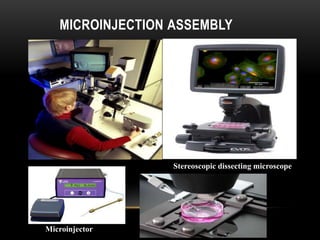 Microinjection Microscope Vector less gene transfer | PPTX