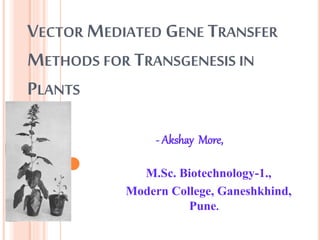 VECTOR MEDIATED GENE TRANSFER
METHODS FOR TRANSGENESIS IN
PLANTS
- Akshay More,
M.Sc. Biotechnology-1.,
Modern College, Ganeshkhind,
Pune.
 