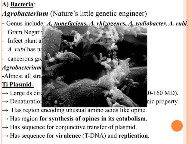 Tgp: Database On Plant Promoters For Transgenesis – EKAGMA