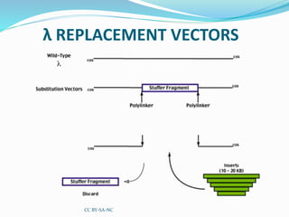 Vectors | PPTX