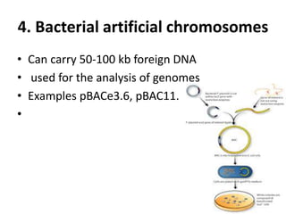 4. Bacterial artificial chromosomes
• Can carry 50-100 kb foreign DNA
• used for the analysis of genomes
• Examples pBACe3.6, pBAC11.
•
 