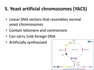 5. Yeast artificial chromosomes (YACS)
• Linear DNA vectors that resembles normal
yeast chromosomes
• Contain telomere and centromere
• Can carry 1mb foreign DNA
• Artificially synthesized
 