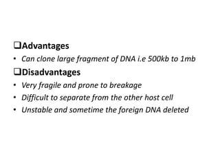 Advantages
• Can clone large fragment of DNA i.e 500kb to 1mb
Disadvantages
• Very fragile and prone to breakage
• Difficult to separate from the other host cell
• Unstable and sometime the foreign DNA deleted
 