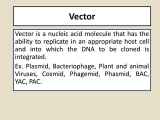 Vectors.pptx