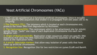 Yeast Artificial Chromosomes (YACs)
• A YAC can be considered as a functional artificial chromosome, since it includes
three specific DNA sequences that enable it to propagate from one yeast cell to its
offspring:
1.The Telomere (TEL): The telomere which is located at each chromosome end,
protects the linear DNA from degradation by Nucleases.
2. The Centromere(CEN): The centromere which is the attachment site for mitotic
spindle fibres, “pulls” one copy of each duplicated chromosome into each new
daughter cell.
3. Origin of Replication(OriR): Replication origin sequences which are specific DNA
sequences that allow the DNA replication machinery to assemble on the DNA and
move at the replication forks.
4. A and B: Selectable markers that allow easy isolation of yeast cells that have
taken up artificial chromosome.
5. Recognition Site: Recognition Site for two restriction en zymes EcoRI and BamHl.
 