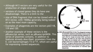 • Although M13 vectors are very useful for the
production of single-stranded
• versions of cloned genes they do have one
disadvantage. There is a limit to the
• size of DNA fragment that can be cloned with an
M13 vector, with 1500bp generally being looked
on as the maxi mum capacity.
• Examples of phagemids are the vectors pUC118,
119 and 120.
• Another example of these vectors is the
pBluescript series, such as pBluescriptIIKSÞ. This
series of plasmids contains, in addition to
features already described, promoters from the
E. coli bacteriophages T3 or T7, which are useful
for expressing cloned sequences.
 