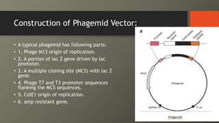 Construction of Phagemid Vector:
• A typical phagemid has following parts:
• 1. Phage M13 origin of replication.
• 2. A portion of lac Z gene driven by lac
promoter.
• 3. A multiple cloning site (MCS) with lac Z
gene.
• 4. Phage T7 and T3 promoter sequences
flanking the MCS sequences.
• 5. ColE1 origin of replication.
• 6. amp resistant gene.
 