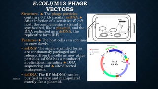 Ssdna Vector Vectors | PPTX