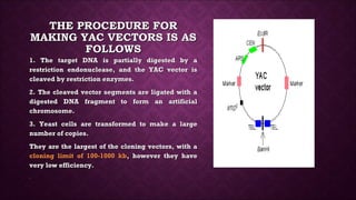 Vectors bacteriophages | PPT