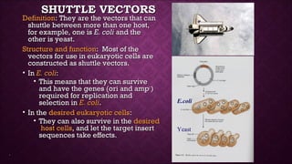 Bacteriophages | PPT
