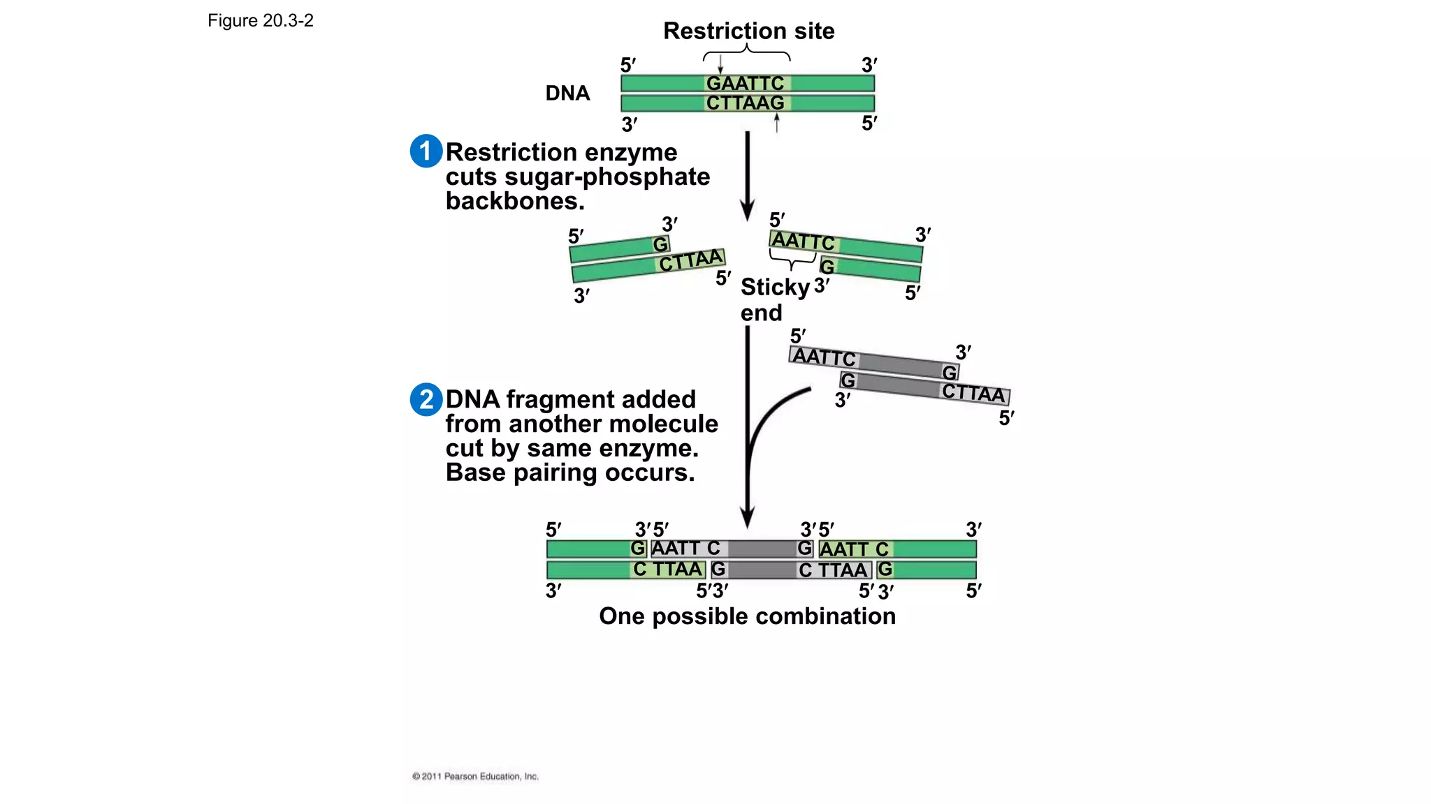 Dna Vector Restriction Pattern Types of vectors, Prokaryotic and Eukaryotic | PPTX